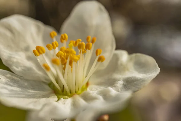 Vårblommor Trädgrenar Naturen — Stockfoto