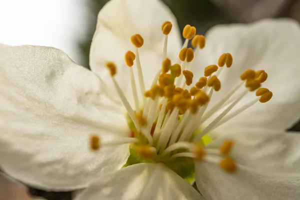 Vårblommor Trädgrenar Naturen — Stockfoto