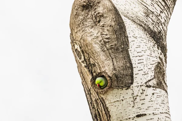 Grön Papegoja Träd Hål Naturen — Stockfoto