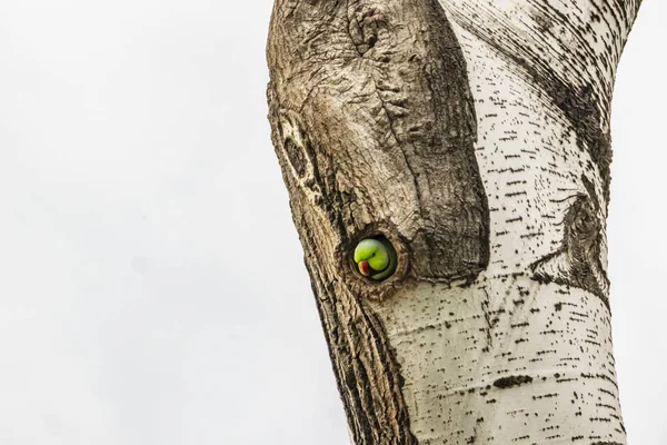 Πράσινο Παπαγάλος Στην Τρύπα Δέντρο Στη Φύση — Φωτογραφία Αρχείου