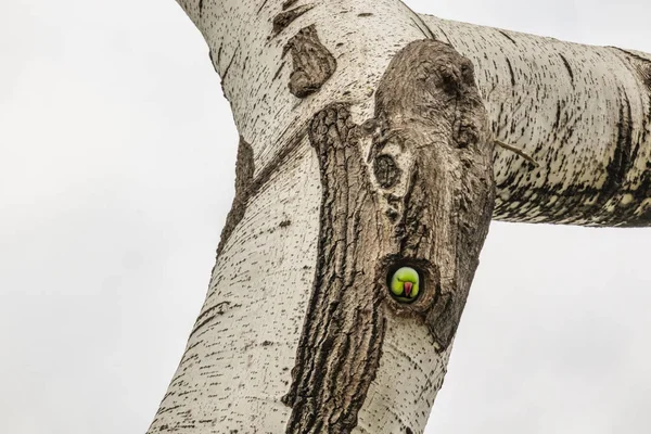 green parrot in tree hole in nature