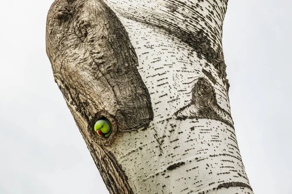 Grünpapagei Baumloch Der Natur — Stockfoto