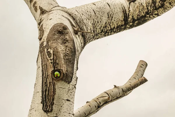 green parrot in tree hole in nature