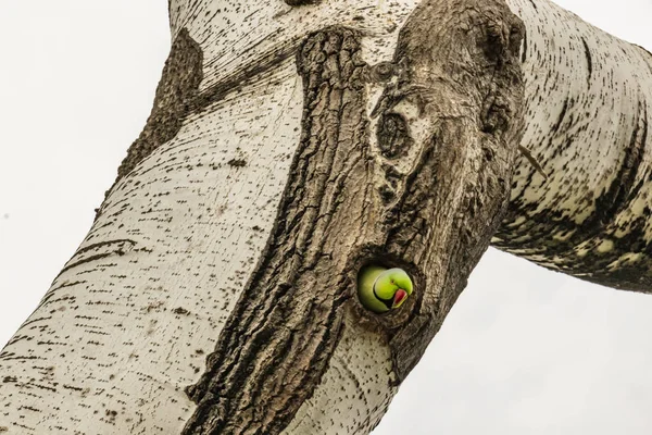 Πράσινο Παπαγάλος Στην Τρύπα Δέντρο Στη Φύση — Φωτογραφία Αρχείου