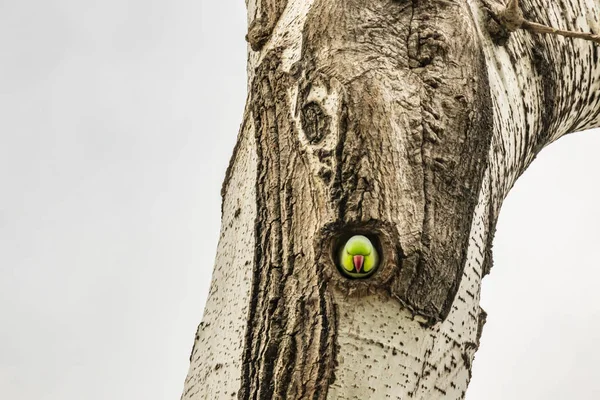 Grünpapagei Baumloch Der Natur — Stockfoto