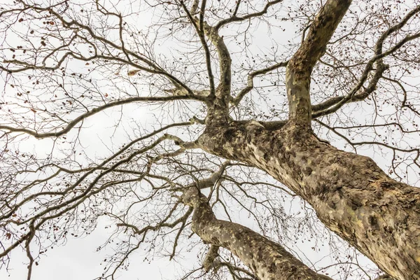 Árbol Temporada Invierno Clima Nublado —  Fotos de Stock