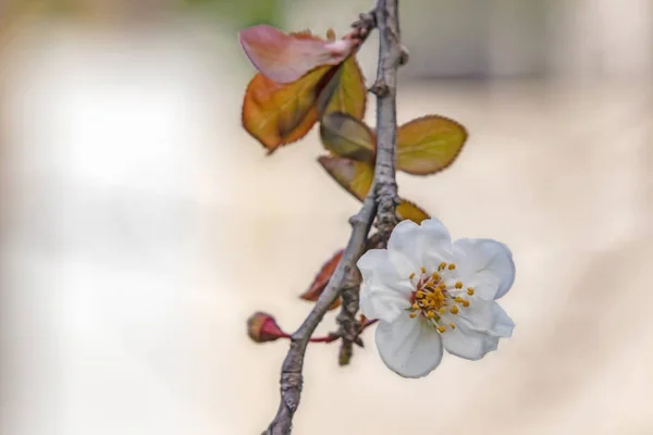 Flores Primavera Ramas Árboles Naturaleza — Foto de Stock