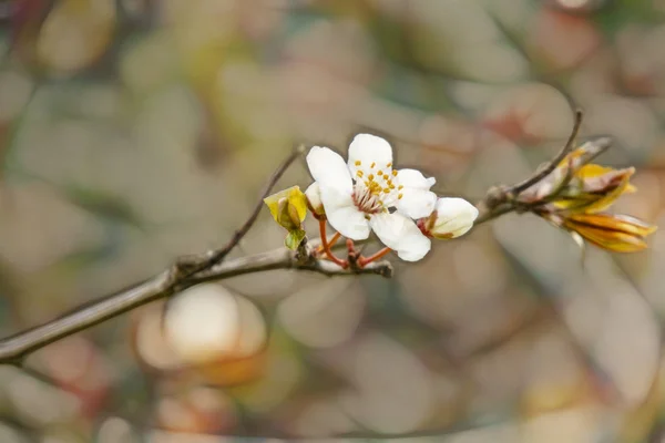 Frühlingsblumen Auf Ästen Der Natur — Stockfoto