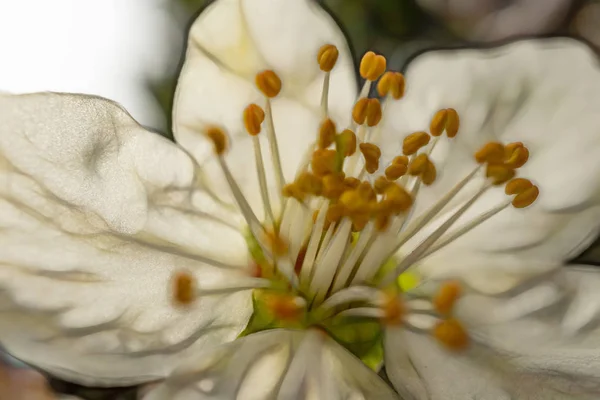 Flores Primavera Galhos Árvore Natureza — Fotografia de Stock