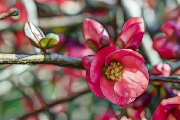 Jarní Květiny Větvích Stromů Přírodě — Stock fotografie