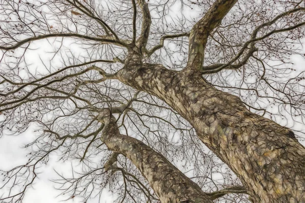 Tree Winter Season Cloudy Weather — Stock Photo, Image