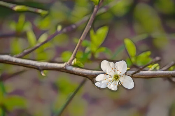 自然界の木の枝に春の花 — ストック写真