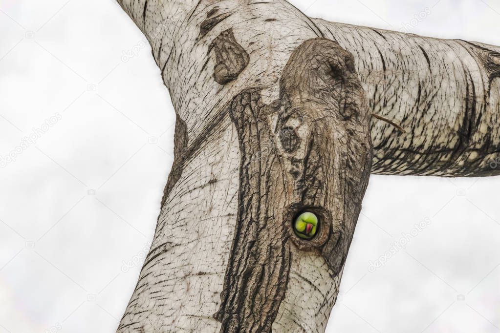 green parrot in tree hole in nature