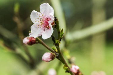 Doğadaki ağaç dallarında bahar çiçekleri