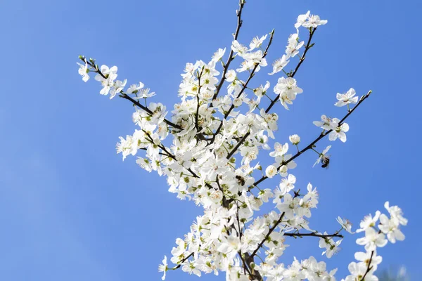 自然界の木の枝に春の花 — ストック写真