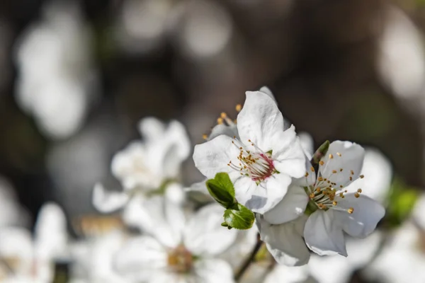 Frühlingsblumen Auf Ästen Der Natur — Stockfoto