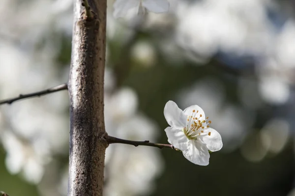 Весенние Цветы Ветвях Деревьев Природе — стоковое фото