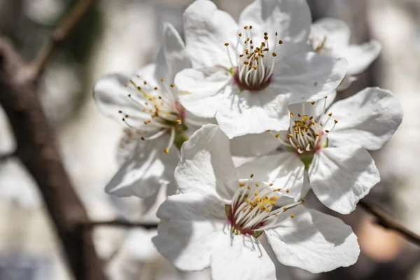 Fleurs Printanières Sur Les Branches Des Arbres Dans Nature — Photo