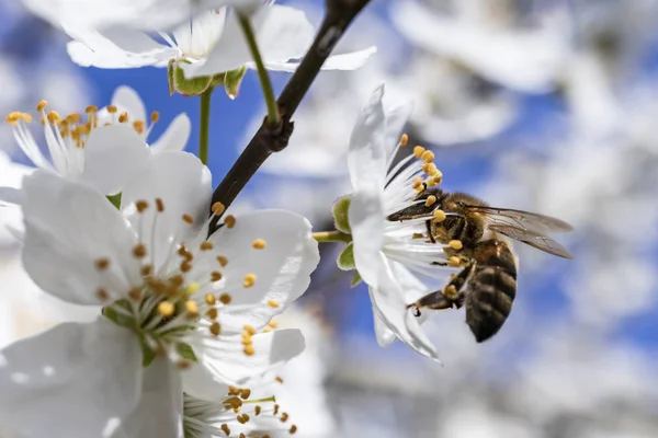 Vårblommor Trädgrenar Och Bee Naturen — Stockfoto