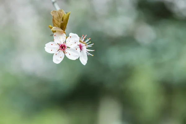 Весенние Цветы Ветвях Деревьев Природе — стоковое фото
