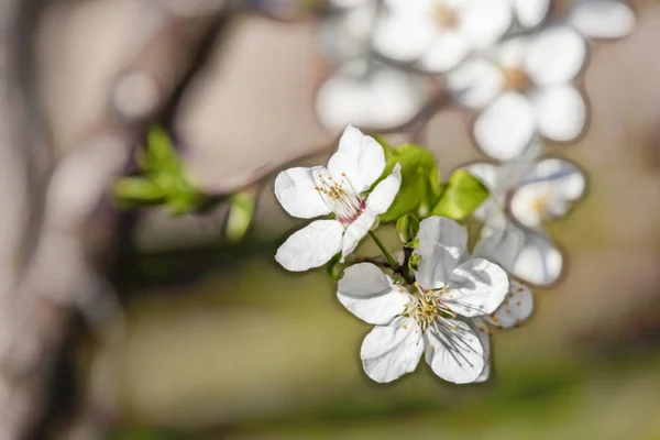 Frühlingsblumen Auf Ästen Der Natur — Stockfoto