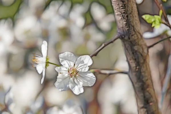 Doğadaki Ağaç Dallarında Bahar Çiçekleri — Stok fotoğraf