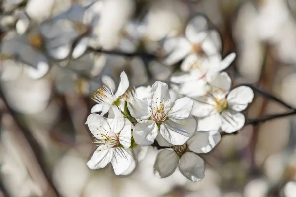 自然界の木の枝に春の花 — ストック写真