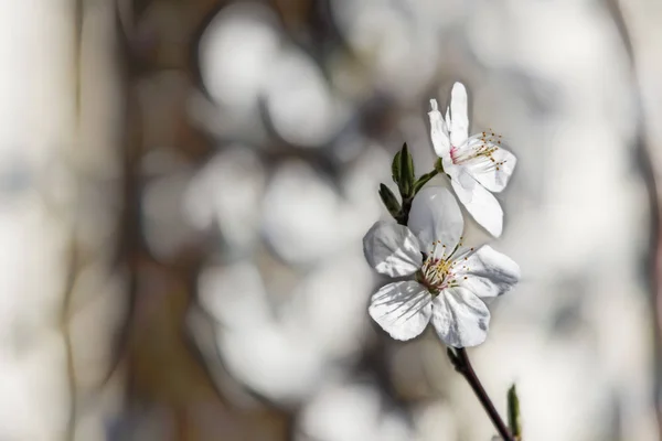 Frühlingsblumen Auf Ästen Der Natur — Stockfoto