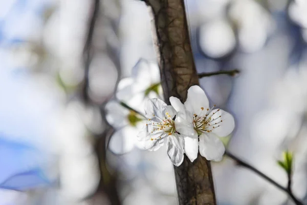 Flores Primavera Galhos Árvore Natureza — Fotografia de Stock