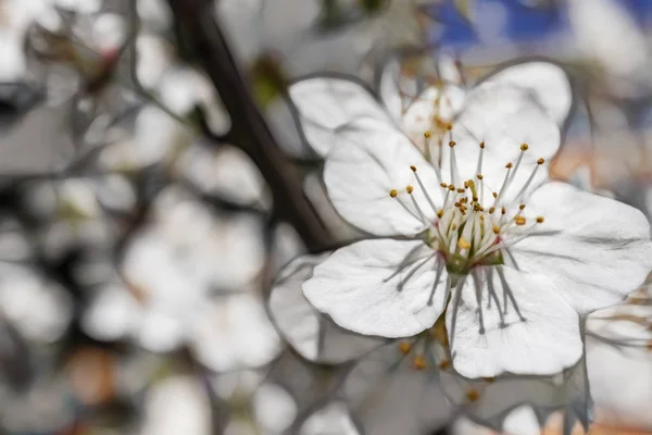 自然界の木の枝に春の花 — ストック写真