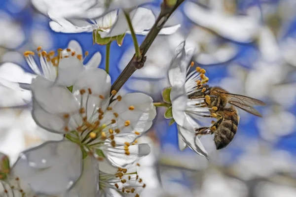 木の枝と自然のミツバチの春の花 — ストック写真