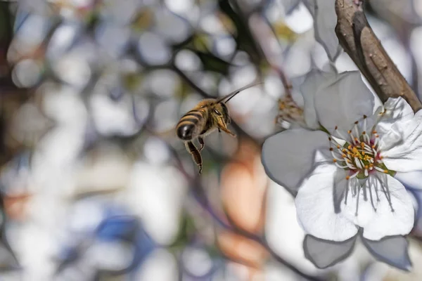 Vårblommor Trädgrenar Och Bee Naturen — Stockfoto