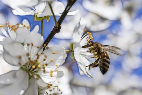 Vårblommor Trädgrenar Och Bee Naturen — Stockfoto