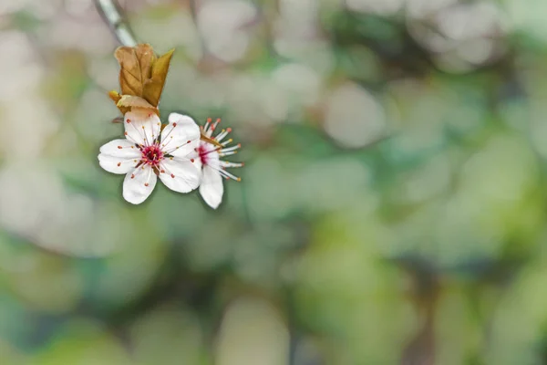 Fiori Primaverili Sui Rami Degli Alberi Natura — Foto Stock