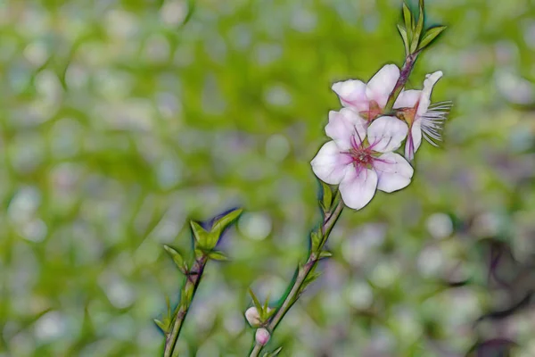 Tavaszi Virágok Ágak Természetben — Stock Fotó