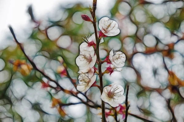 Fiori Primaverili Sui Rami Degli Alberi Natura — Foto Stock