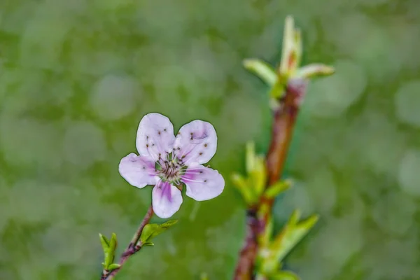 Vårblommor Trädgrenar Naturen — Stockfoto