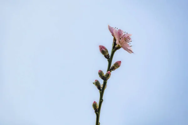 Fleurs Printanières Sur Les Branches Des Arbres Dans Nature — Photo