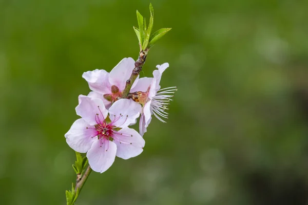 Flores Primavera Ramas Árboles Naturaleza — Foto de Stock