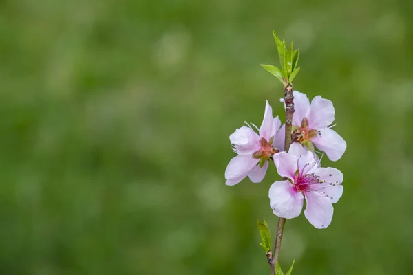 自然界の木の枝に春の花 — ストック写真