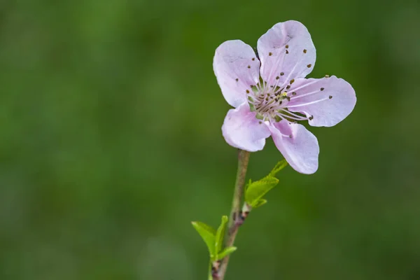 Flores Primavera Ramas Árboles Naturaleza — Foto de Stock