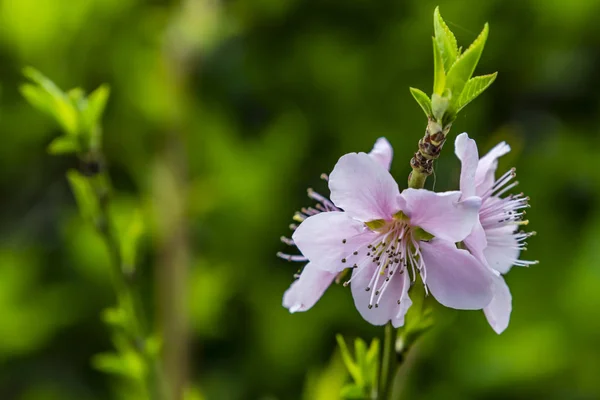 自然界の木の枝に春の花 — ストック写真