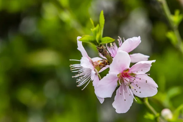 Frühlingsblumen Auf Ästen Der Natur — Stockfoto