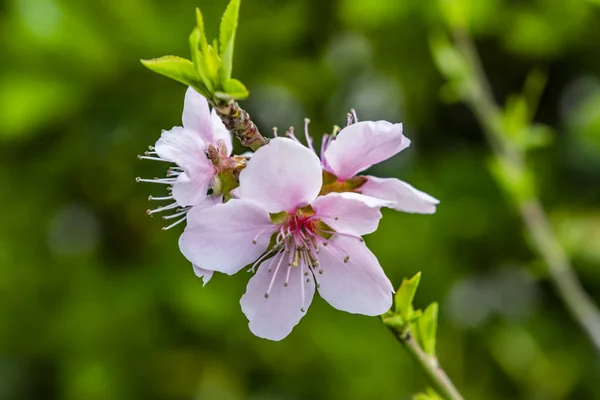 Fleurs Printanières Sur Les Branches Des Arbres Dans Nature — Photo