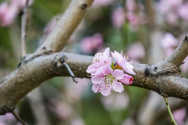 Frühlingsblumen Auf Ästen Der Natur — Stockfoto