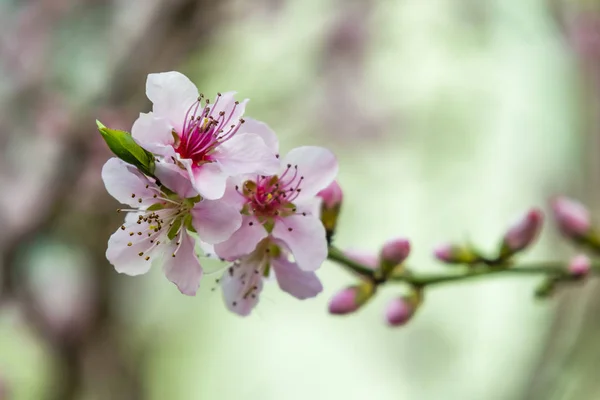 Flores Primavera Ramas Árboles Naturaleza — Foto de Stock