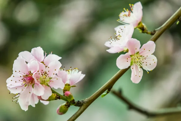 Frühlingsblumen Auf Ästen Der Natur — Stockfoto