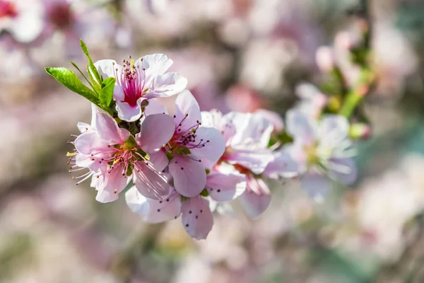 Frühlingsblumen Auf Ästen Der Natur — Stockfoto