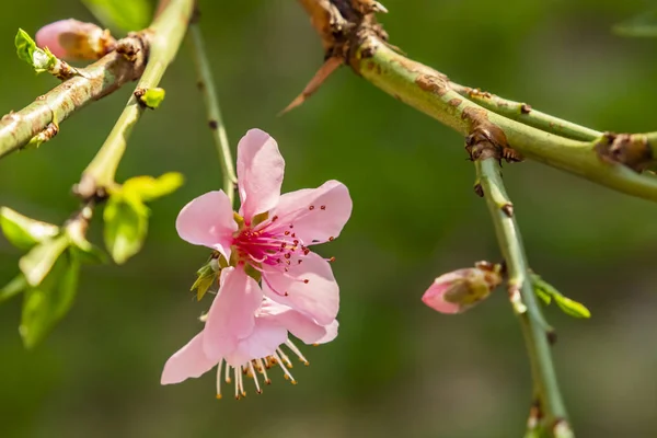 自然界の木の枝に春の花 — ストック写真