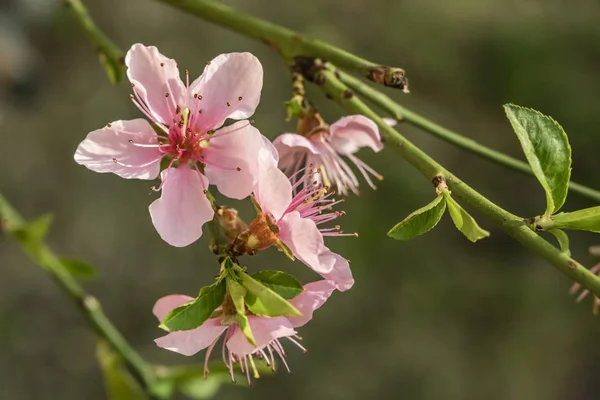 自然界の木の枝に春の花 — ストック写真